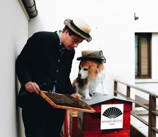Bee gardens on skyscrapers: why is beekeeping popular in New York?