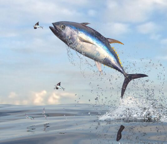 Все, що треба знати про риболовлю у Нью-Йорку