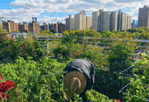 New York’s main eco-trends