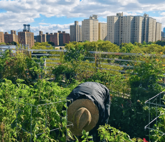 Головні еко-тренди Нью-Йорка