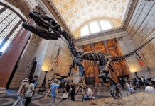 Історія Американського музею природної історії