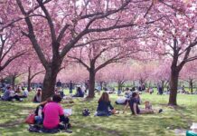 Історія ботанічних садів у Нью-Йорку – мальовнича краса мегаполісу