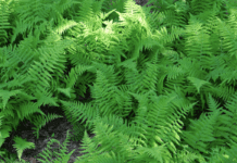 История нью-йоркского папоротника