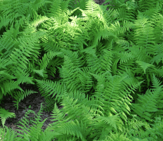 История нью-йоркского папоротника