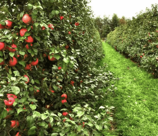 “Empire” або як у Нью-Йорку з’явився новий сорт яблука