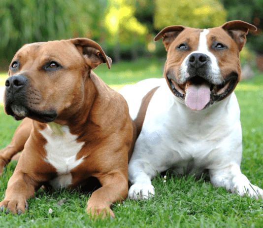 «Амстафф» — порода собак, популярная в Нью-Йорке