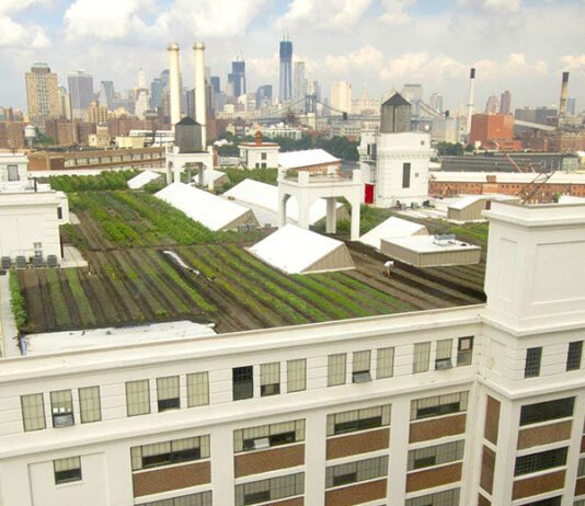 Brooklyn Grange — крупнейшая ферма на крыше в Бруклине