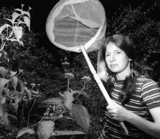 Аннетт Айелло: этимология поведения бабочек