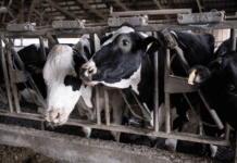 Клімат, його зміни та вплив на сільське господарство Нью-Йорка