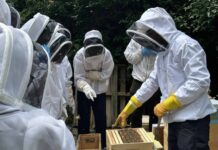 Особливості бджільництва у Нью-Йорку