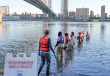 Billion Oyster Project – екоініціатива ньюйоркців