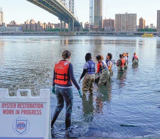 Billion Oyster Project – екоініціатива ньюйоркців