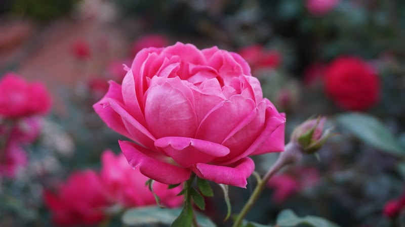 Chelsea Florist, Inc